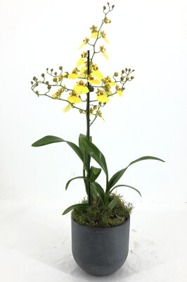 Orchidea Oncidium