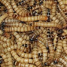 download 1000 superworms for sale download 1000 superworms for sale