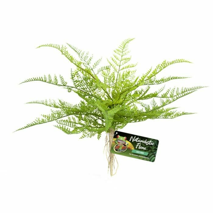 ZOOMED- NATURAL LACE FERN