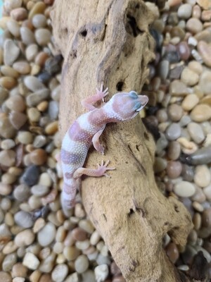 gecko- mack snow albino 2021
