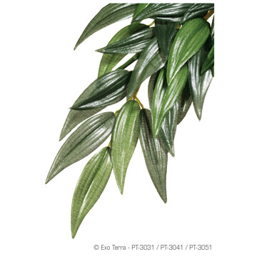 ET SILK PLANT RUSCUS - MED.