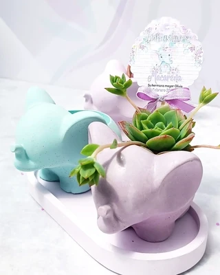 Souvenirs maceta elefante con variedad de plantas suculentas y cactus naturales