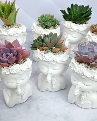 Souvenirs maceta 12 cm lady suculenta con variedad de plantas suculentas y cáctus
