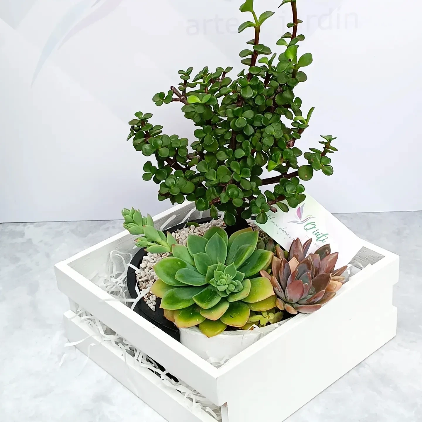 Maceta yin yang 20 cm de diámetro con variedad de Mini Bonsai