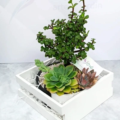 Maceta yin yang 20 cm de diámetro con variedad de Mini Bonsai