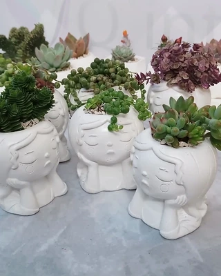 Souvenirs maceta 12 cm lady suculenta con variedad de plantas suculentas y cáctus