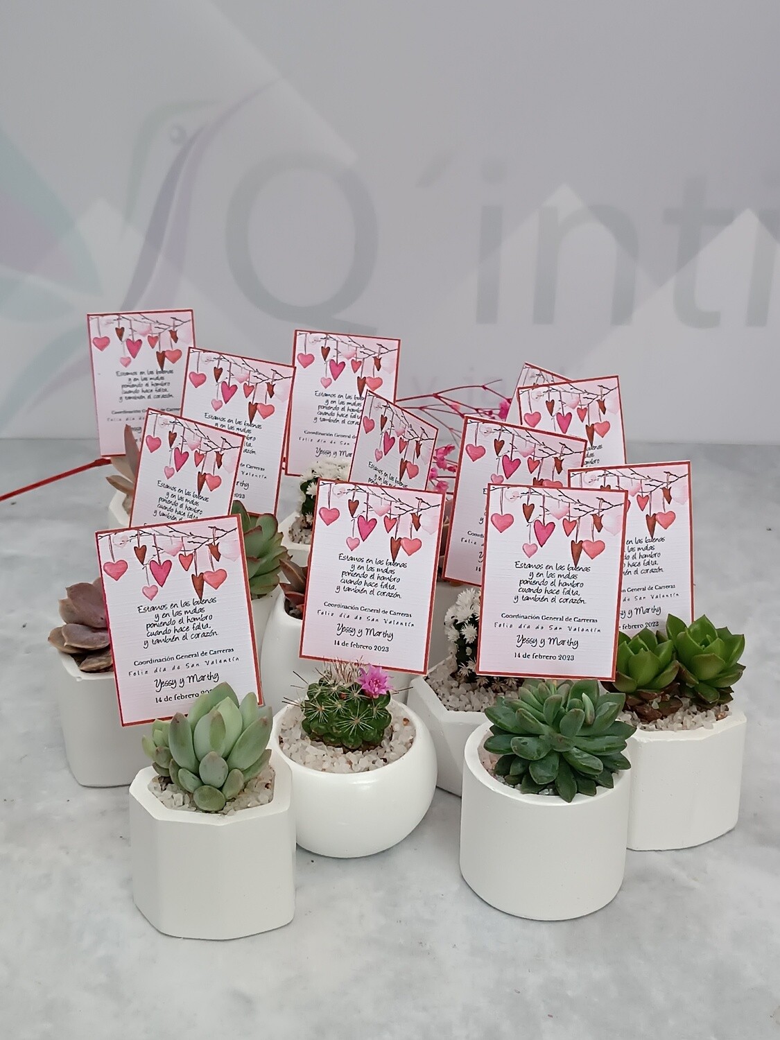 Souvenirs macetas de 4 y 5 cm con variedad de plantas suculentas y cáctus