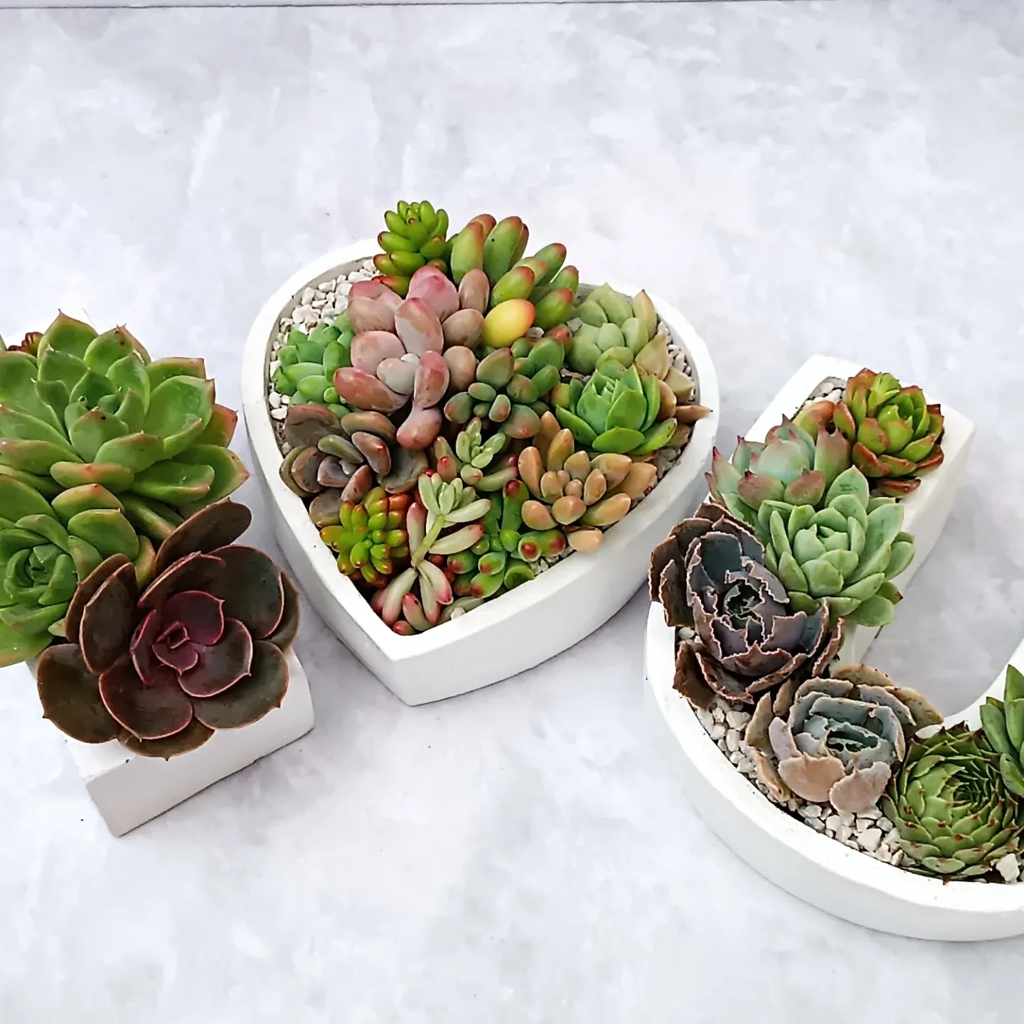 Mini jardín xerófilo en 6 mini macetas de diseño geométrico y minimalista contiene variedad de cactus y plantas suculentas.