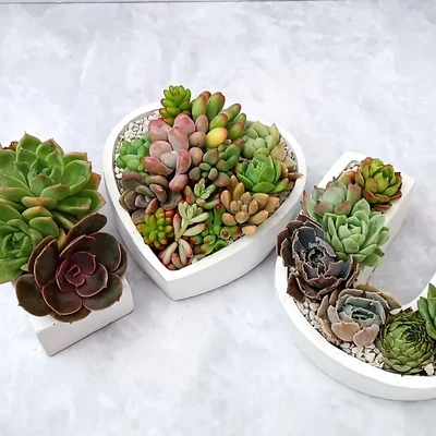 Mini jardín xerófilo en 6 mini macetas de diseño geométrico y minimalista contiene variedad de cactus y plantas suculentas.
