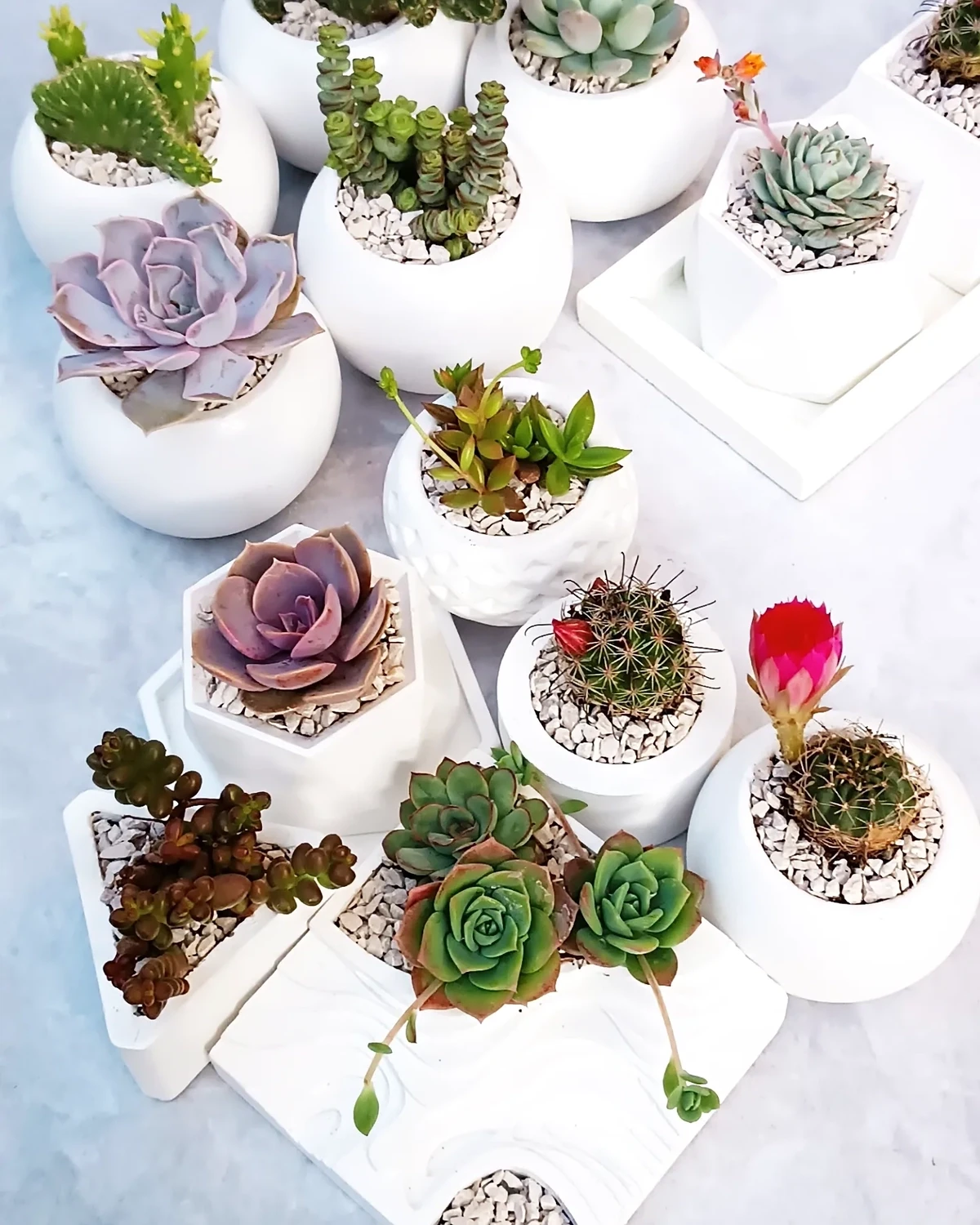 Duo de macetas Mini jardín zen contiene variedad de cactus y plantas suculentas