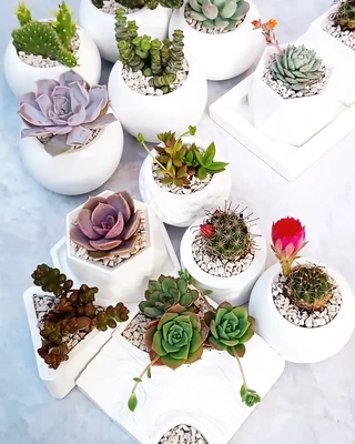 Duo de macetas Mini jardín zen contiene variedad de cactus y plantas suculentas