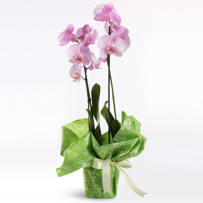 Orchidee due rami