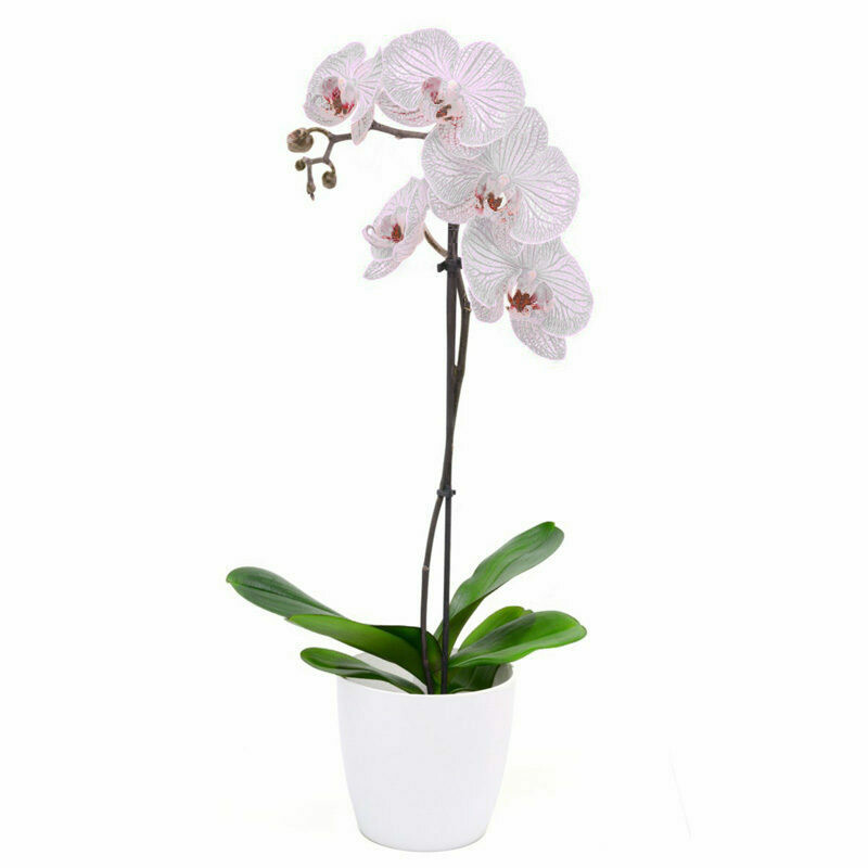 Orchidea un ramo con vaso ceramica
