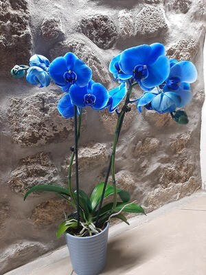 Orchidea blu due rami