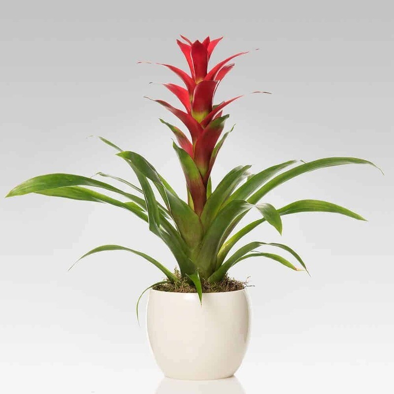 Bromelia in vaso