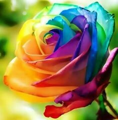 bouquet di rose ARCOBALENO