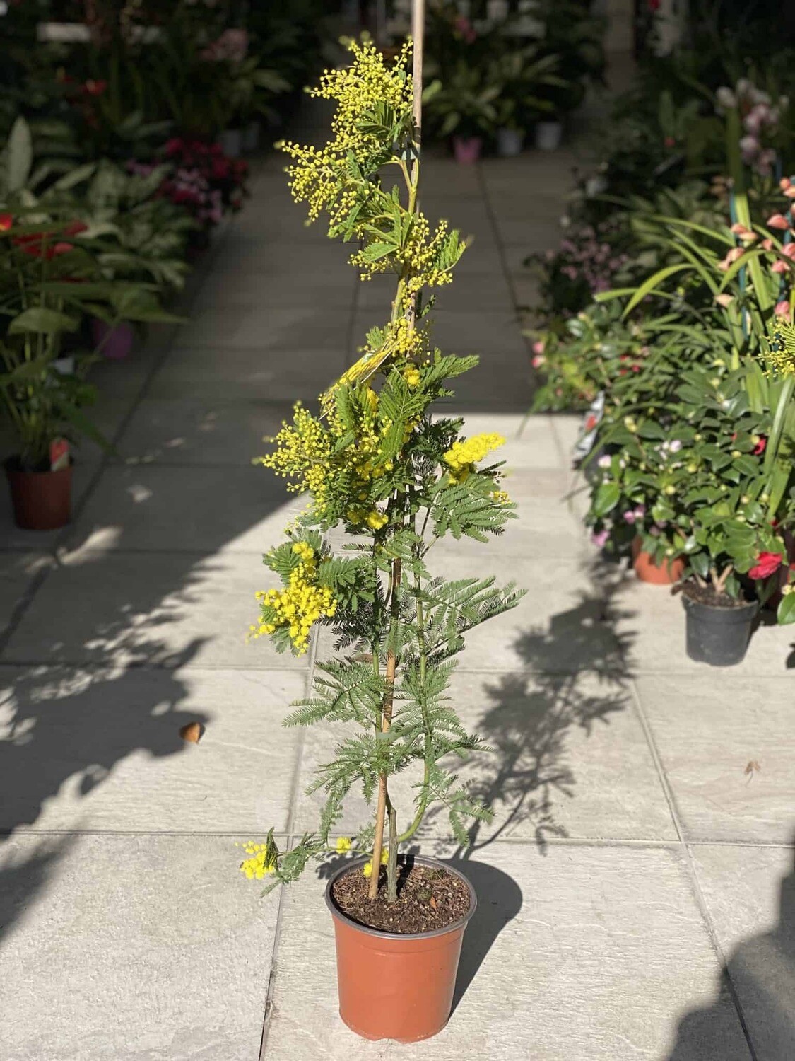 Pianta Mimosa 160cm