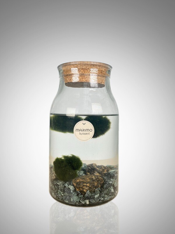 Alga Marimo