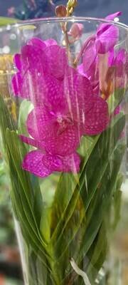 Orchidea Vanda in vaso di vetro