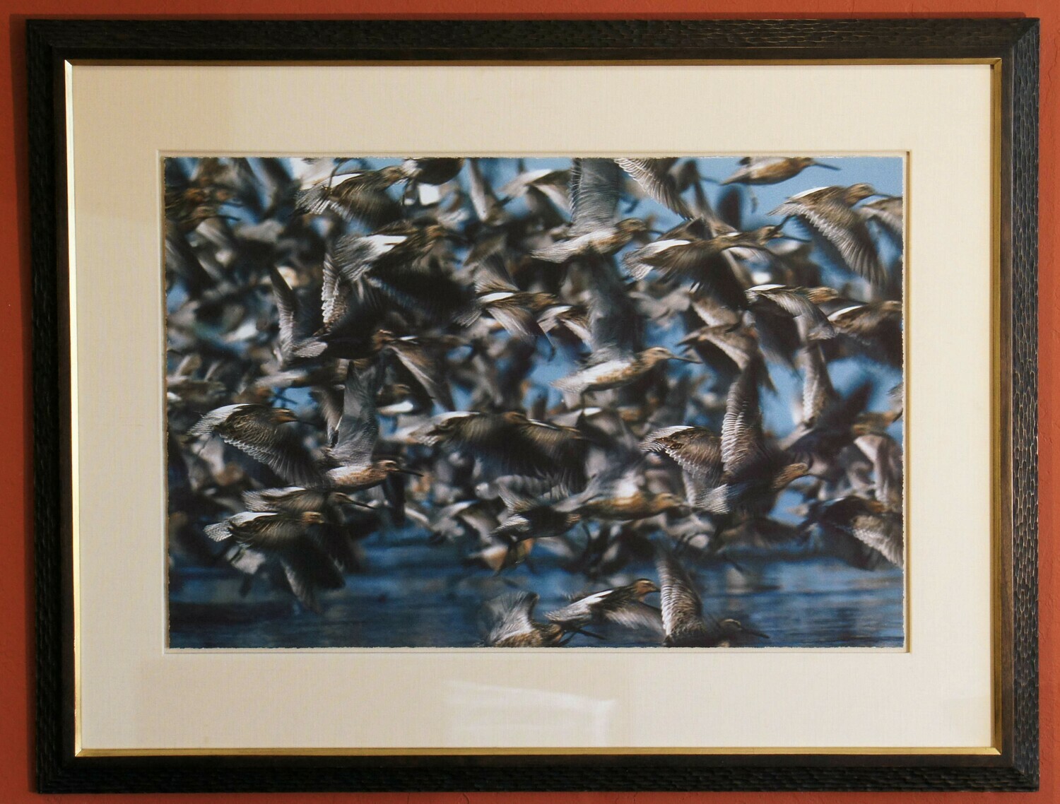 Audubon Society Photo