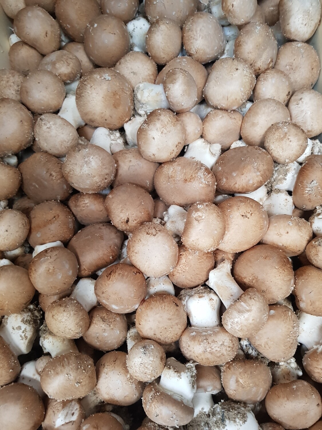 Champignons - les 500 gr. Cliquez pour voir idée recette Champignons - les 500 gr. Cliquez pour voir idée recette