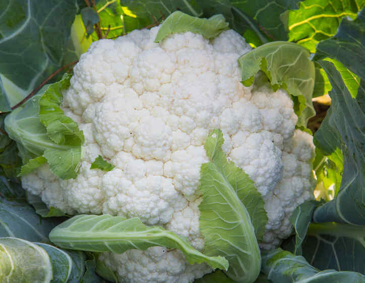Chou fleurs. Orgeval. 1 pièce Chou fleurs. Orgeval. 1 pièce