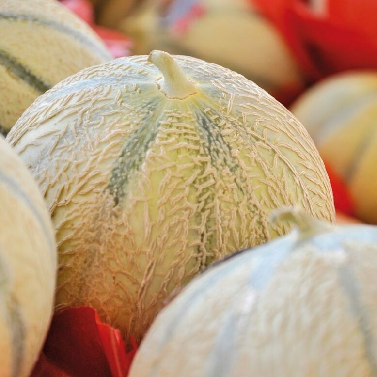 Melon charentais. Maroc. 2 pièces Melon charentais. Maroc. 2 pièces