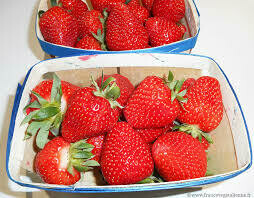 Fraise directe producteur de Aix en Provence. 1 kilo (2x500 grs) Fraise directe producteur de Aix en Provence. 1 kilo (2x500 grs)