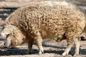 Carne di mangalica