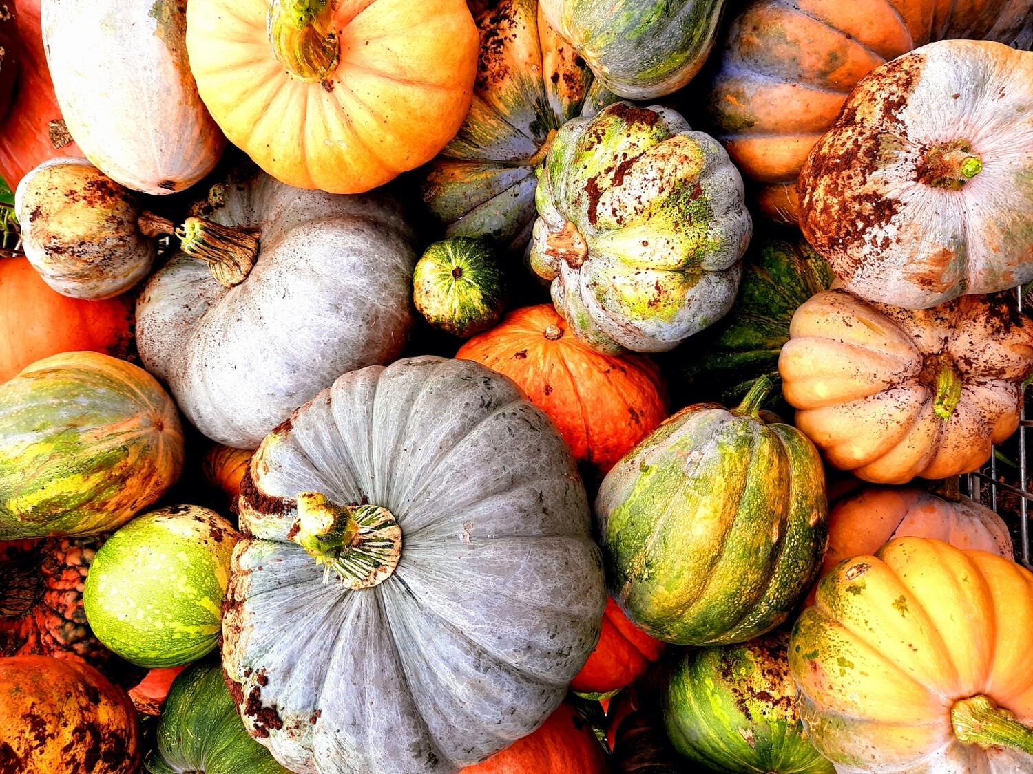 Zucca Zucca