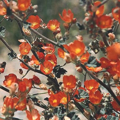 Market Mix - Water Wise