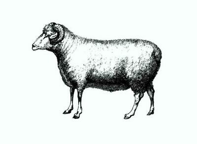 1/2 Leg of Lamb