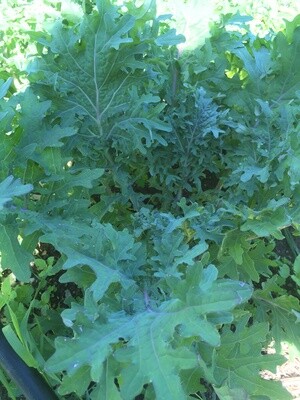 Kale-Russian Frill
