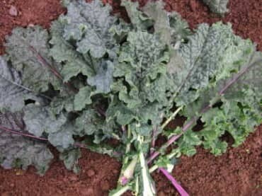 Kale- Lacinato