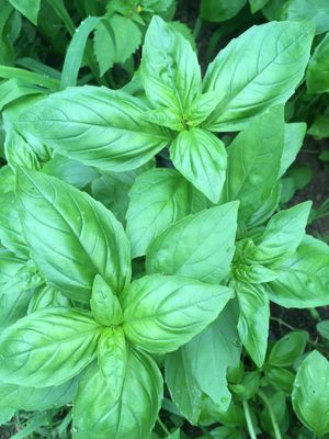 Basil Organic