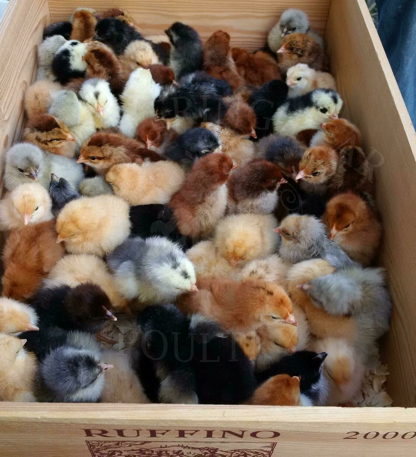 Chicks