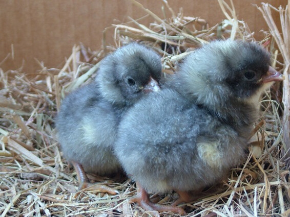 Blue Plymouth Rock. FEMALE chicks. 5/20/23 hatching
