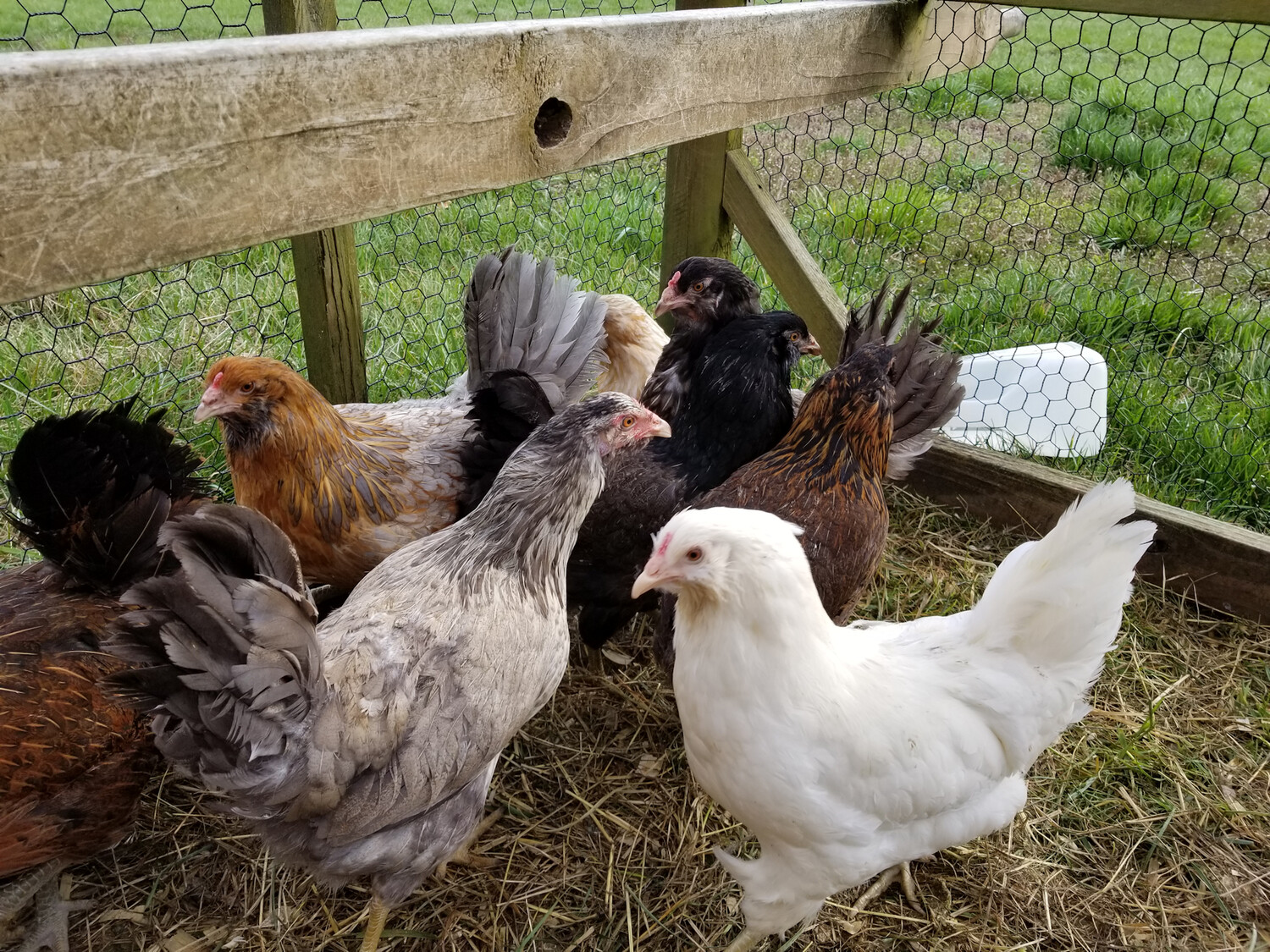 Easter Egger FEMALE Chicks. Hatch 2/17/23