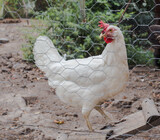 White leghorns. FEMALE CHICKS.  4/6/23