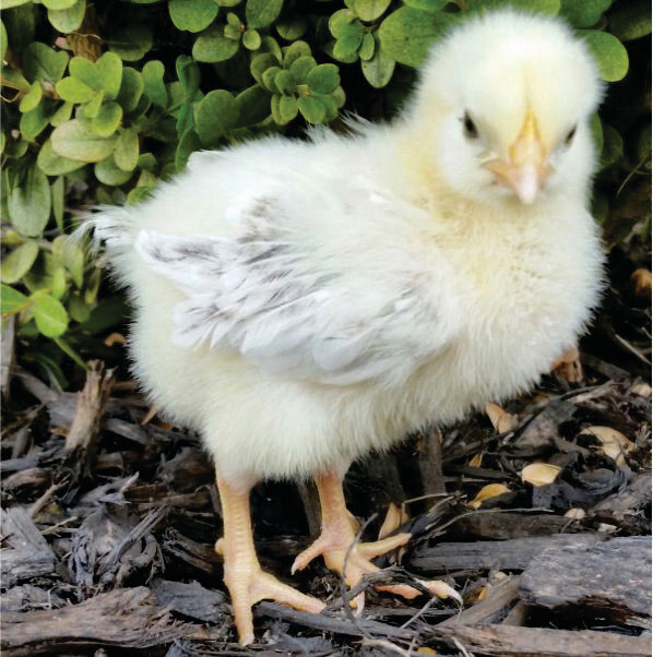 Delaware FEMALE CHICKS. 3/11/26