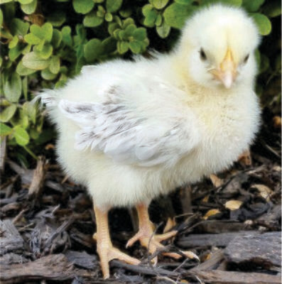 Delaware FEMALE CHICKS.  4/15/26