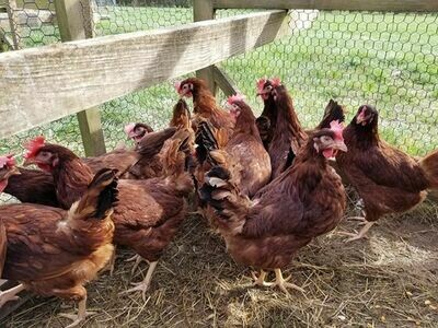 Rhode Island Red FEMALE CHICKS Hatch 5/24/23