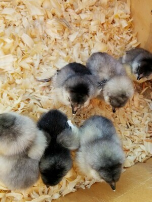 Ameraucana chicks. Hatching 5/20/21. FEMALE