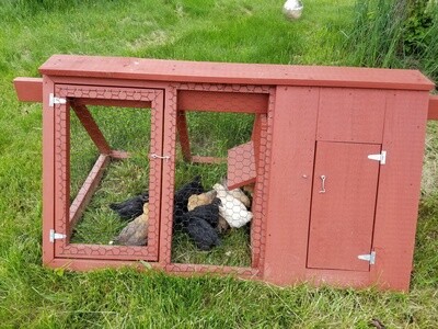 Brooder Coop or Emergency Containment. Single house. Red