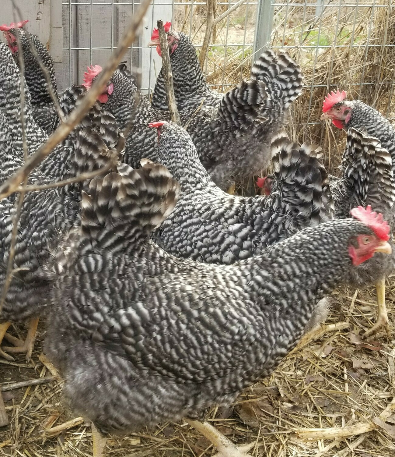 Barred Plymouth Rock. FEMALE CHICKS Hatch 5/31/23