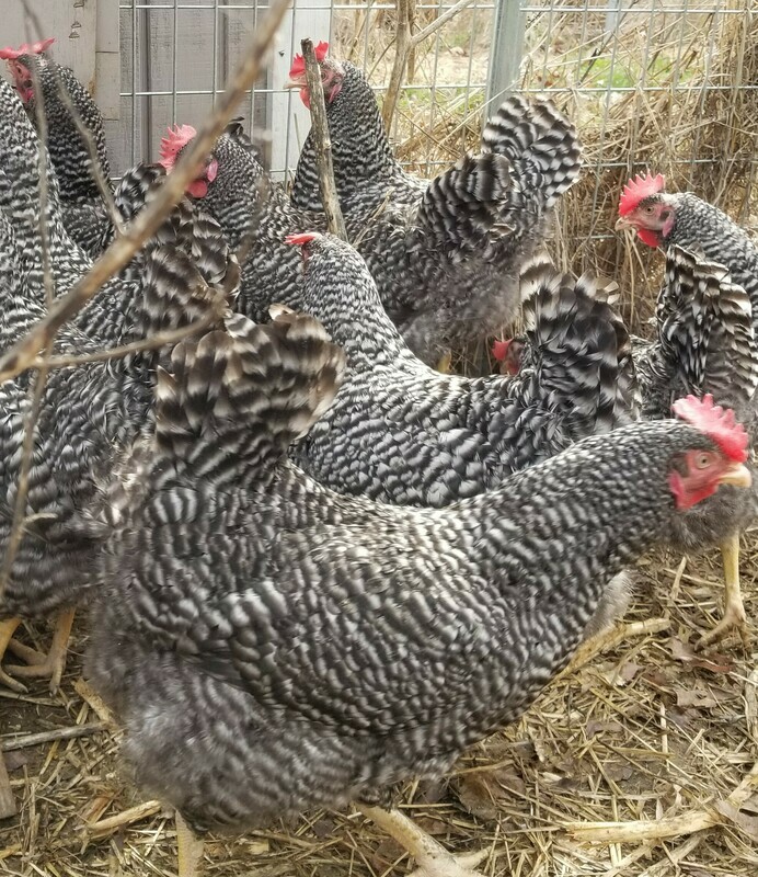Barred Plymouth Rock. FEMALE CHICKS Hatch 4/18/25