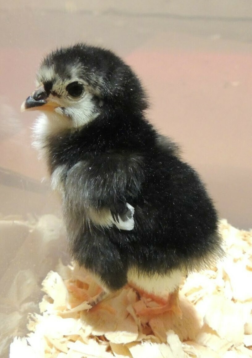 Barred Plymouth Rock. Hatching 5/27/21. FEMALE