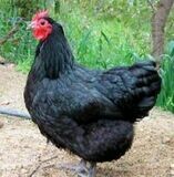 Black Australorp. FEMALE CHICKS. 4/6/23