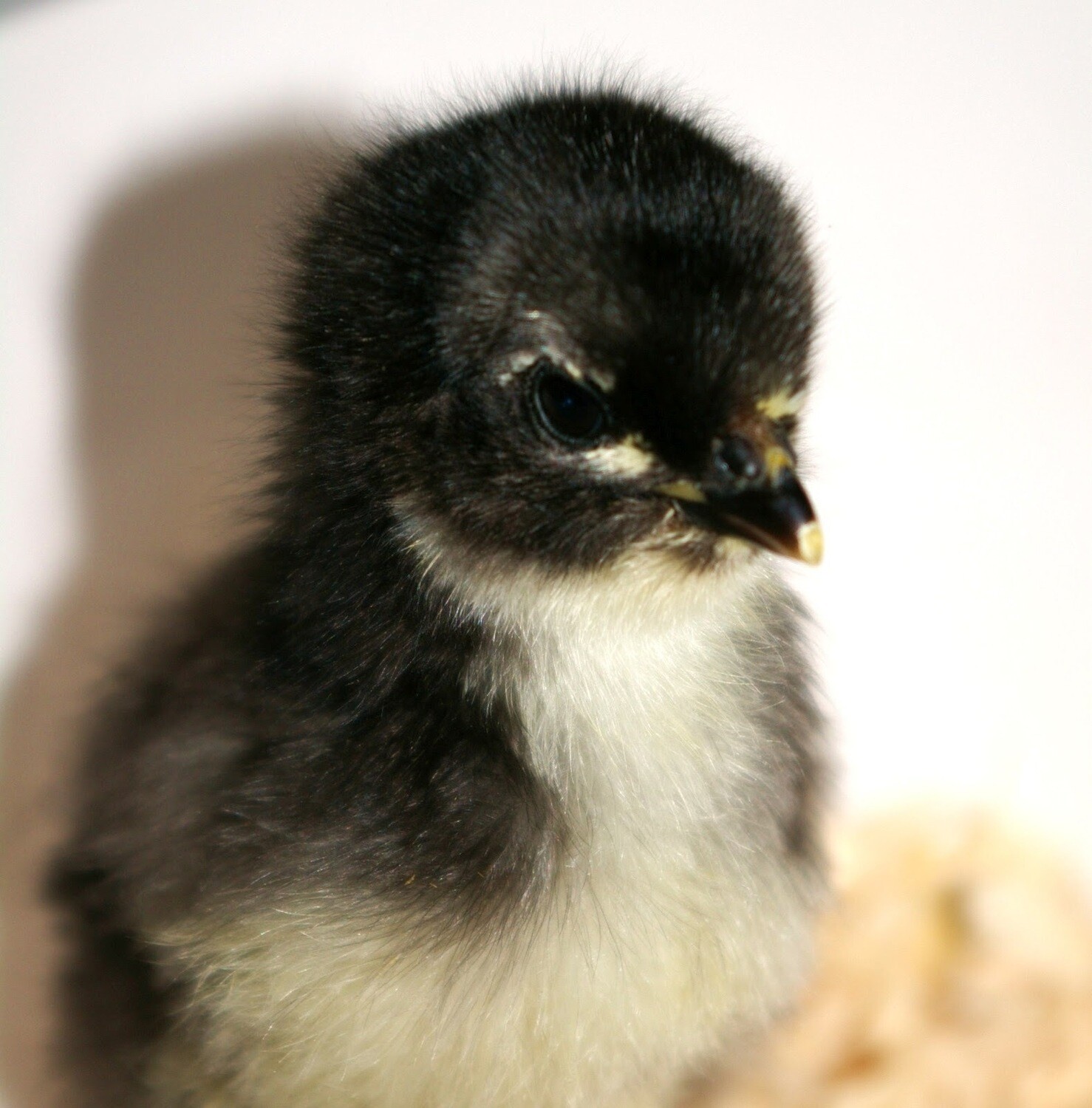 Australorp chicks. Hatching 5/27/23. FEMALE