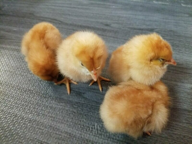 Red Comets. FEMALE CHICKS. Hatch 4/22/26